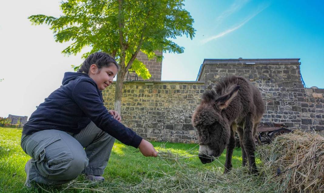 Diyarbakır’da şiddetten korunan Midas’a ilgiler yoğun 4